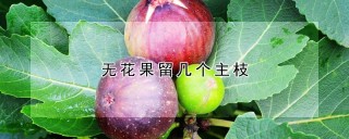 无花果留几个主枝,第1图