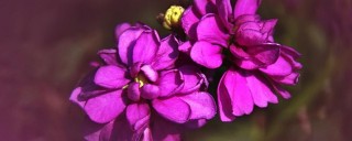 紫罗兰花卉怎样养,第1图