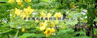 黄花槐和黄槐的区别是什么,第1图