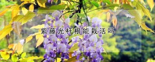 紫藤光杆根能栽活吗,第1图