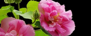 芙蓉花冬眠用浇水吗,第1图