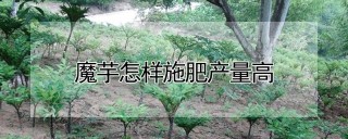 魔芋怎样施肥产量高,第1图