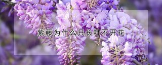 紫藤为什么只长叶不开花,第1图