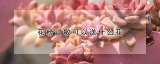 花粉过敏可以送什么花,第1图