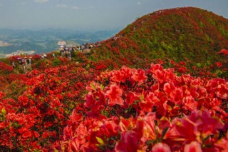 云雾山杜鹃花什么时候开,第3图