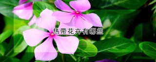 热带花卉有哪些,第1图