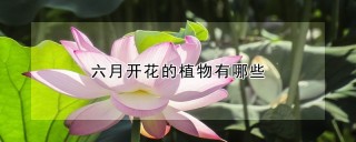 六月开花的植物有哪些,第1图