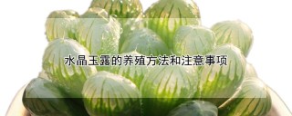 水晶玉露的养殖方法和注意事项,第1图