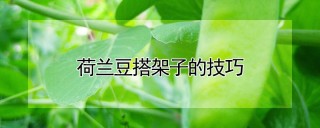 荷兰豆搭架子的技巧,第1图