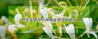 野生金银花与种植金银花的区别,第1图