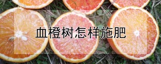 血橙树怎样施肥,第1图