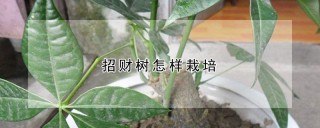 招财树怎样栽培,第1图