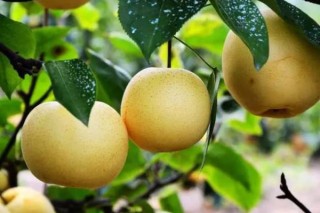 目前最甜的梨新品种,第2图