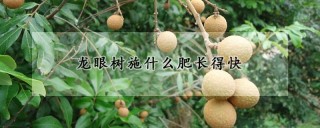 龙眼树施什么肥长得快,第1图