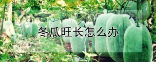 冬瓜旺长怎么办,第1图