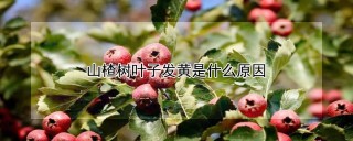 山楂树叶子发黄是什么原因,第1图