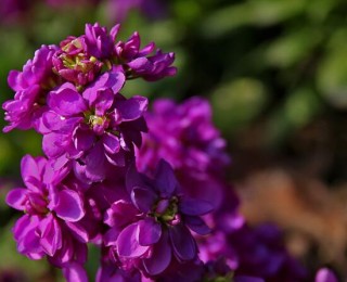 欣赏好看的紫罗兰品种及照片，淡淡的紫、幽幽的香,第4图