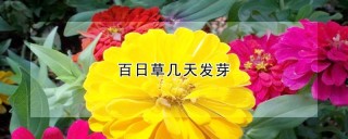 百日草几天发芽,第1图