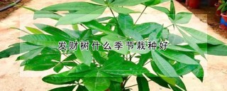 发财树什么季节栽种好,第1图