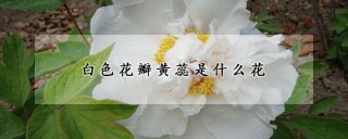 白色花瓣黄蕊是什么花,第1图