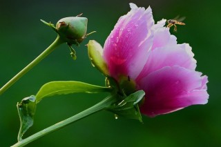 芍药枝株太多怎么办,第3图