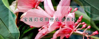 宝莲灯花用什么土养好,第1图