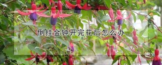 倒挂金钟开完花后怎么办,第1图