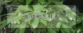 发财树怎样养,第1图