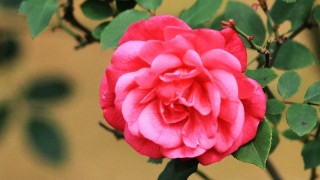 蔷薇的花语,第1图