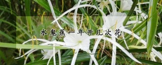 水鬼蕉一年开几次花,第1图