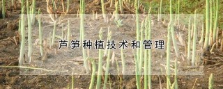 芦笋种植技术和管理,第1图