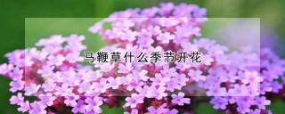 马鞭草什么季节开花,第1图