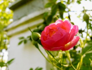 野蔷薇花语是什么，野蔷薇花语代表着浪漫的爱情,第4图