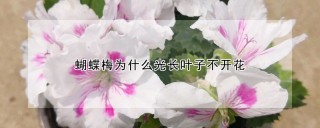 蝴蝶梅为什么光长叶子不开花,第1图