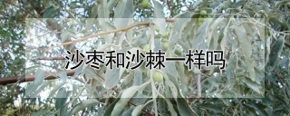 沙枣和沙棘一样吗,第1图