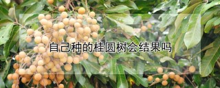 自己种的桂圆树会结果吗,第1图