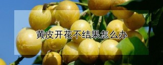 黄皮开花不结果怎么办,第1图