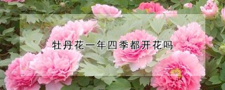 牡丹花一年四季都开花吗,第1图