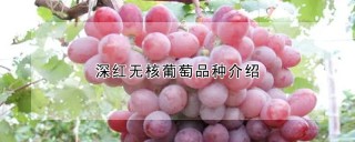 深红无核葡萄品种介绍,第1图