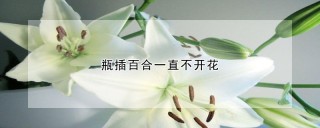 瓶插百合一直不开花,第1图