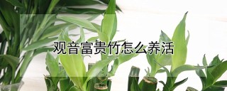 观音富贵竹怎么养活,第1图