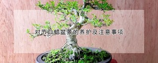 对节白蜡盆景的养护及注意事项,第1图