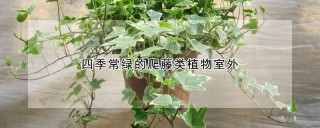 四季常绿的爬藤类植物室外,第1图