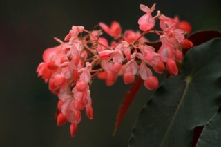 海棠花的品种图片大全，最具特色的6个品种,第3图