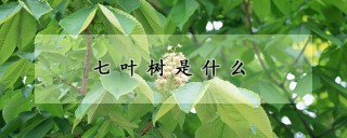 七叶树是什么,第1图