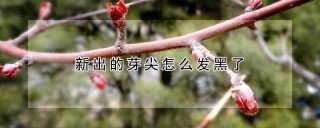 新出的芽尖怎么发黑了,第1图