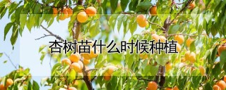 杏树苗什么时候种植,第1图