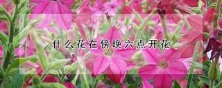 什么花在傍晚六点开花,第1图