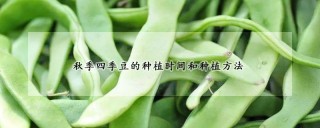 秋季四季豆的种植时间和种植方法,第1图