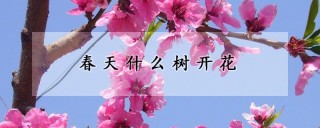 春天什么树开花,第1图